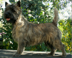 Cairn Bries Chocolat La Belle